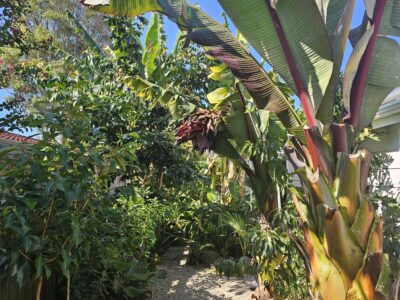 From Patch to Plate: Creating Your Urban Food Forest