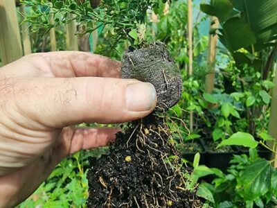 Learn How to Clone via Propagation