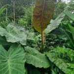 Permaculture in Aotearoa: Designing with Nature