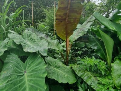 Permaculture in Aotearoa: Designing with Nature