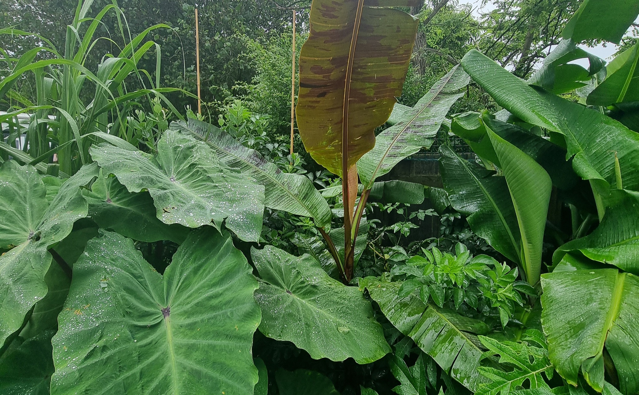 511049654_723765397077292_3198763587016356239_n 511049654_723765397077292_3198763587016356239_n